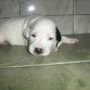 todo peke